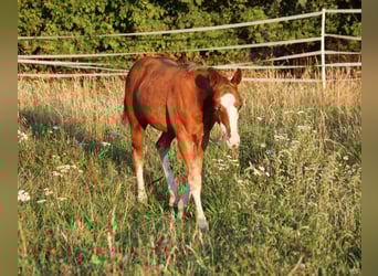 American Quarter Horse, Stallion, Foal (04/2025), 15 hh, Chestnut-Red
