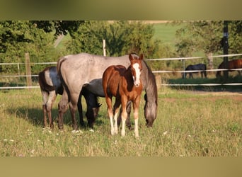 American Quarter Horse, Stallion, Foal (04/2025), 15 hh, Chestnut-Red