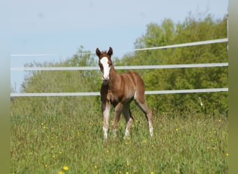 American Quarter Horse, Stallion, Foal (04/2025), 15 hh, Chestnut-Red