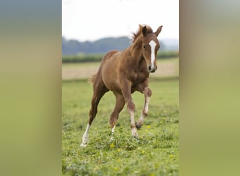 American Quarter Horse, Stallion, Foal (04/2025), 15 hh, Chestnut-Red