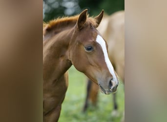 American Quarter Horse, Stallion, Foal (04/2025), 15 hh, Chestnut-Red American Quarter Horse, Stallion, Foal (04/2025), 15 hh, Chestnut-Red