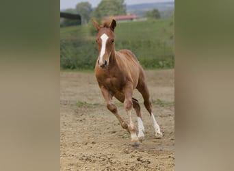 American Quarter Horse, Stallion, Foal (04/2025), 15 hh, Chestnut-Red American Quarter Horse, Stallion, Foal (04/2025), 15 hh, Chestnut-Red