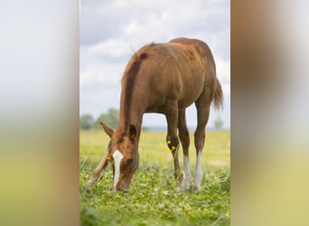 American Quarter Horse, Stallion, Foal (04/2025), 15 hh, Chestnut-Red American Quarter Horse, Stallion, Foal (04/2025), 15 hh, Chestnut-Red