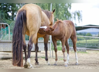 American Quarter Horse, Stallion, Foal (04/2025), 15 hh, Chestnut-Red