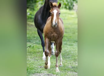 American Quarter Horse, Stallion, Foal (04/2025), 15 hh, Chestnut-Red American Quarter Horse, Stallion, Foal (04/2025), 15 hh, Chestnut-Red