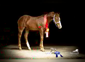 American Quarter Horse, Stallion, Foal (05/2025), 15 hh, Chestnut