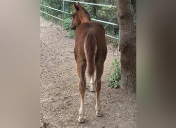 American Quarter Horse, Stallion, Foal (03/2025), 15 hh, Chestnut