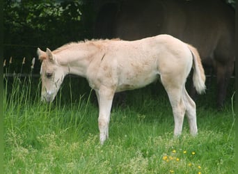 American Quarter Horse, Stallion, Foal (03/2026), 15 hh, Dunalino