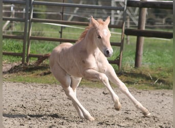 American Quarter Horse, Stallion, Foal (03/2026), 15 hh, Dunalino