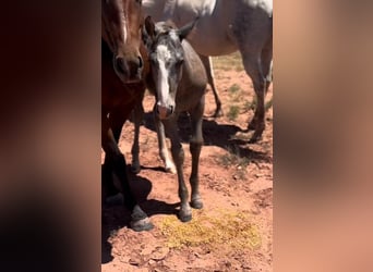 American Quarter Horse, Stallion, Foal (05/2024), 15 hh, Gray