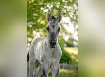 American Quarter Horse, Stallion, Foal (05/2024), 15 hh, Grullo