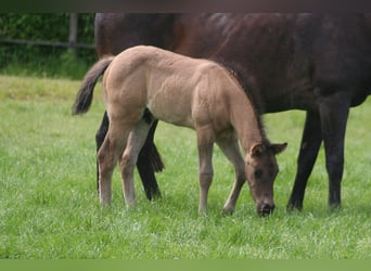 American Quarter Horse, Stallion, Foal (04/2024), 15 hh, Grullo