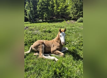 American Quarter Horse, Stallion, Foal (05/2026), 15 hh, Palomino