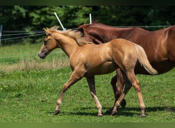 American Quarter Horse, Stallion, Foal (04/2025), 15 hh, Palomino