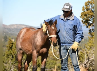 American Quarter Horse, Stallion, Foal (04/2023), 15 hh, Roan-Bay