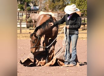American Quarter Horse, Stallion, Foal (04/2023), 15 hh, Roan-Bay