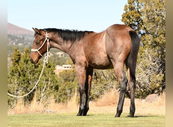 American Quarter Horse, Stallion, Foal (04/2023), 15 hh, Roan-Bay