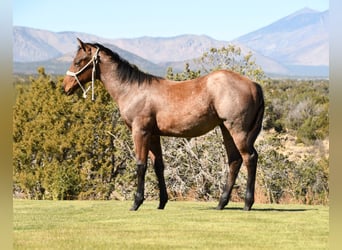 American Quarter Horse, Stallion, Foal (04/2023), 15 hh, Roan-Bay