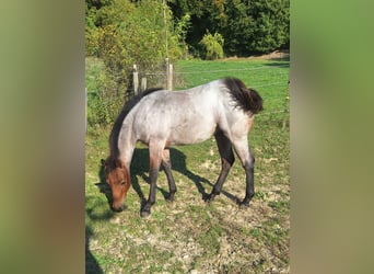 American Quarter Horse, Stallion, Foal (03/2026), 15 hh, Roan-Bay