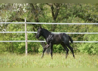 American Quarter Horse, Stallion, Foal (04/2025), 15 hh, Roan-Blue American Quarter Horse, Stallion, Foal (04/2025), 15 hh, Roan-Blue