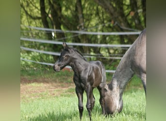 American Quarter Horse, Stallion, Foal (04/2025), 15 hh, Roan-Blue American Quarter Horse, Stallion, Foal (04/2025), 15 hh, Roan-Blue
