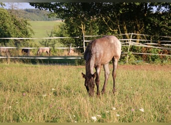 American Quarter Horse, Stallion, Foal (04/2025), 15 hh, Roan-Blue