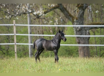American Quarter Horse, Stallion, Foal (04/2025), 15 hh, Roan-Blue American Quarter Horse, Stallion, Foal (04/2025), 15 hh, Roan-Blue