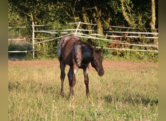 American Quarter Horse, Stallion, Foal (04/2025), 15 hh, Roan-Blue American Quarter Horse, Stallion, Foal (04/2025), 15 hh, Roan-Blue