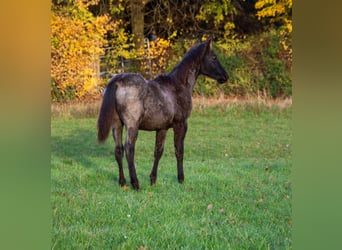 American Quarter Horse, Stallion, Foal (04/2025), 15 hh, Roan-Blue