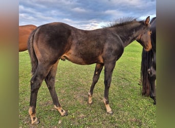 American Quarter Horse, Stallion, Foal (07/2025), 15 hh, Smoky-Black