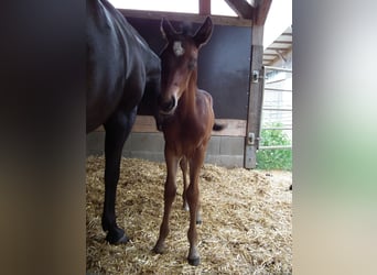 American Quarter Horse, Stallion, Foal (07/2025), 15 hh, Smoky-Black