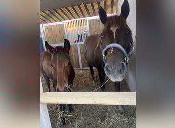 American Quarter Horse, Stallion, Foal (05/2025), 15,1 hh, Brown