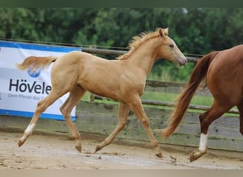 American Quarter Horse, Stallion, Foal (04/2025), 15,1 hh, Champagne