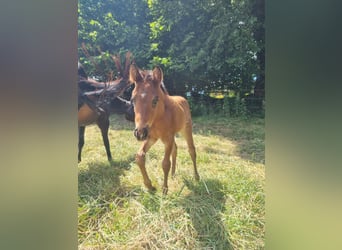 American Quarter Horse, Stallion, Foal (04/2025), 15,1 hh, Roan-Bay