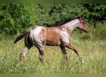 American Quarter Horse, Stallion, , 15,2 hh, Brown Falb mold