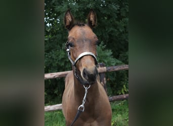 American Quarter Horse, Stallion, Foal (06/2025), 15,2 hh, Brown