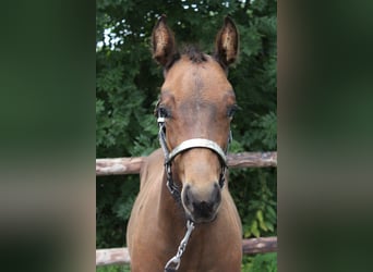 American Quarter Horse, Stallion, Foal (06/2025), 15,2 hh, Brown