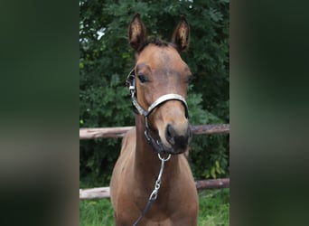 American Quarter Horse, Stallion, Foal (06/2025), 15,2 hh, Brown