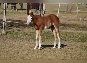American Quarter Horse, Stallion, Foal (01/2025), 15,2 hh, Chestnut-Red