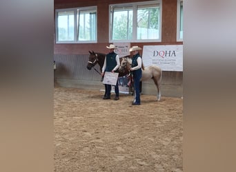 American Quarter Horse, Stallion, Foal (05/2025), 16 hh, Palomino