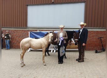 American Quarter Horse, Stallion, Foal (05/2025), 16 hh, Palomino