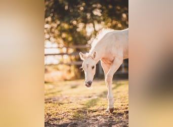 American Quarter Horse, Stallion, Foal (05/2025), 16 hh, Palomino