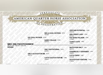American Quarter Horse, Stallion, Foal (05/2025), 16 hh, Palomino