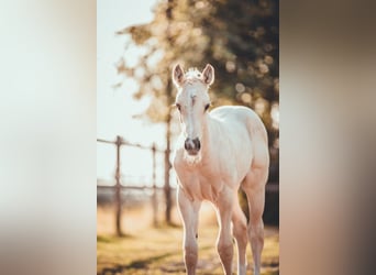 American Quarter Horse, Stallion, Foal (05/2025), 16 hh, Palomino