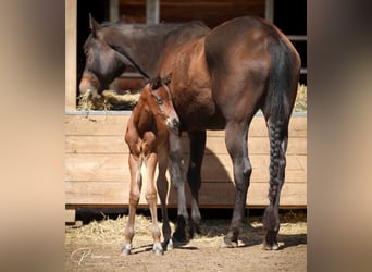 American Quarter Horse, Stallion, Foal (04/2025), 16,1 hh, Brown