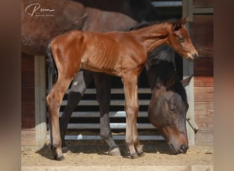 American Quarter Horse, Stallion, Foal (04/2025), 16,1 hh, Brown