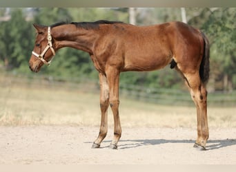 American Quarter Horse, Stallion, Foal (04/2025), 16,1 hh, Brown