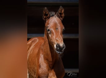 American Quarter Horse, Stallion, Foal (04/2025), 16,1 hh, Brown