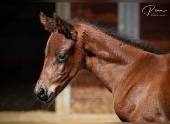 American Quarter Horse, Stallion, Foal (04/2025), 16,1 hh, Brown
