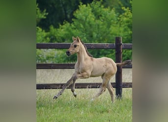 American Quarter Horse, Stallion, , 9,2 hh, Red Dun